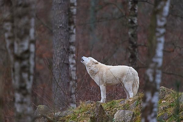 Arctic wolf