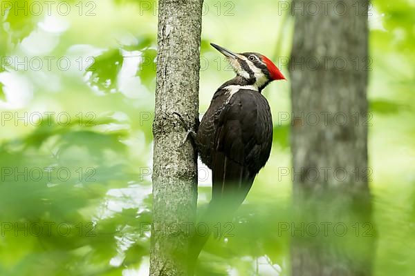 Pileated woodpecker