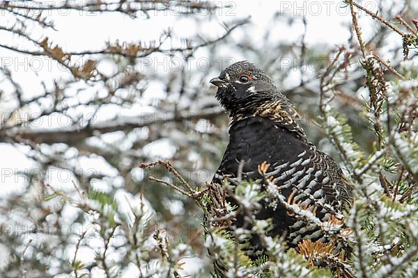 Spruce grouse