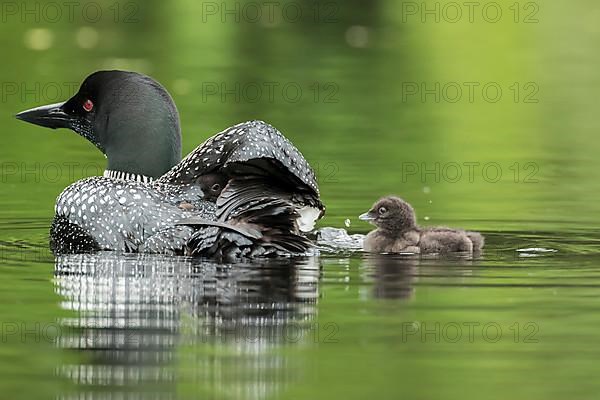 Common loon.