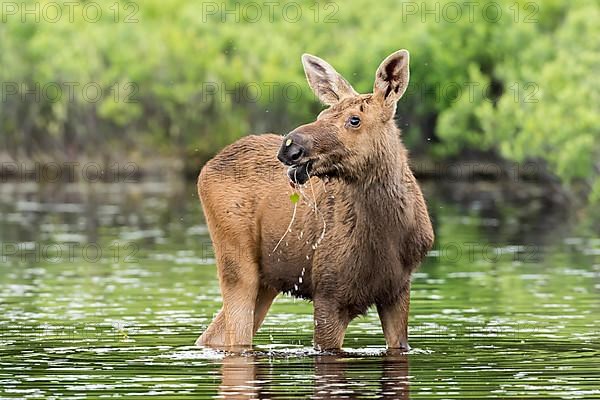 One month old moose calf standing in a lake