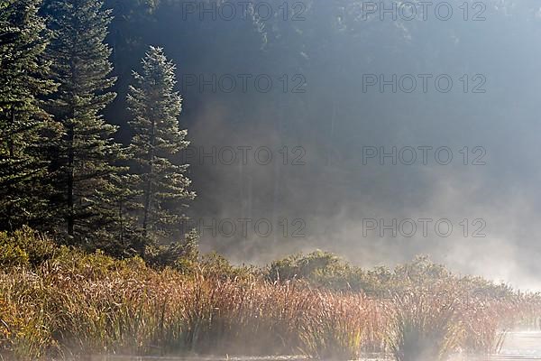 Marshland and mist at dawn