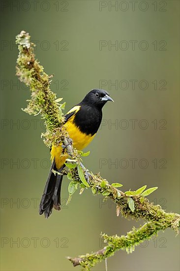 Yellow-shouldered Oriole