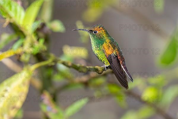 Coppery-headed emerald