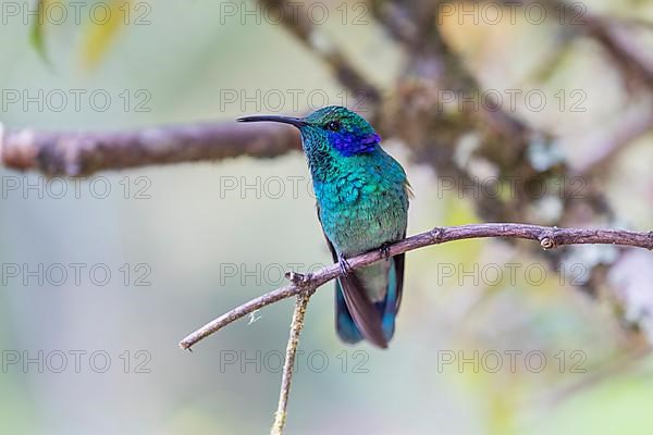 Mexican violetear