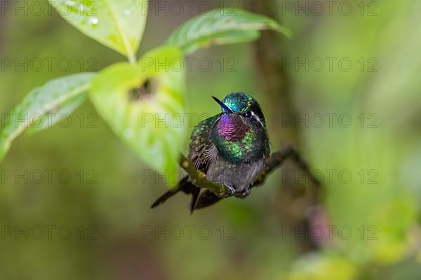 Purple-throated nymph