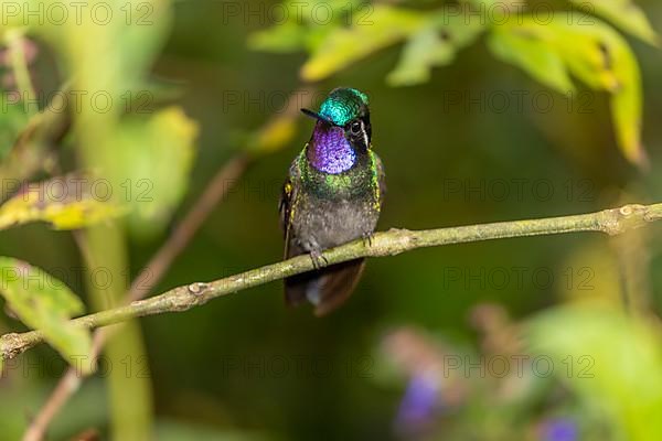 Purple-throated nymph