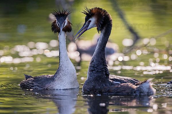 Great Crested Grebe