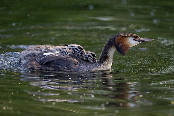 Great Crested Grebe