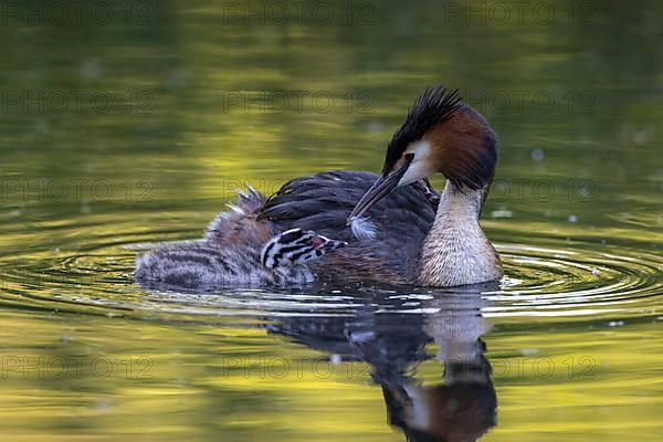 Great Crested Grebe