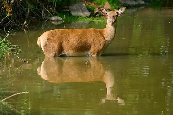 Red Deer