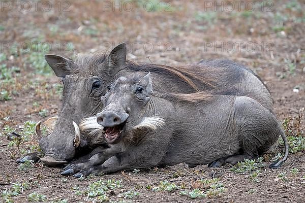 Common warthog