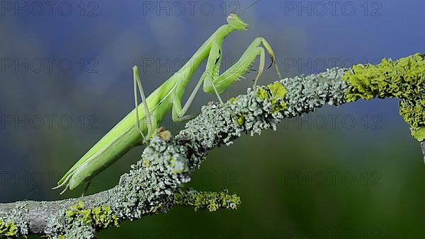 Closeup of Green praying mantis walks along tree branch on green grass and blue sky background. European mantis