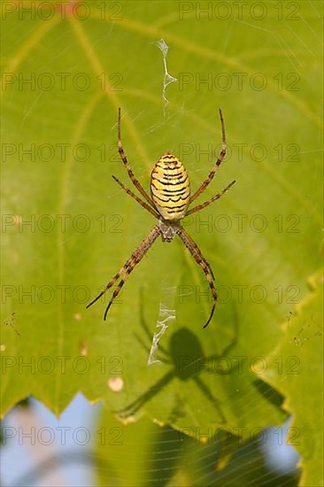 Wasp spider