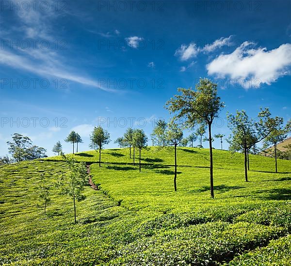 Tea plantations. Munnar