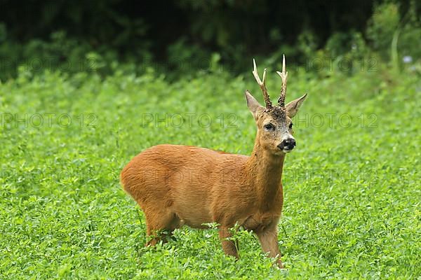 European roe deer