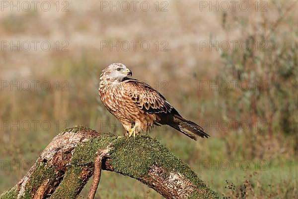 Red Kite