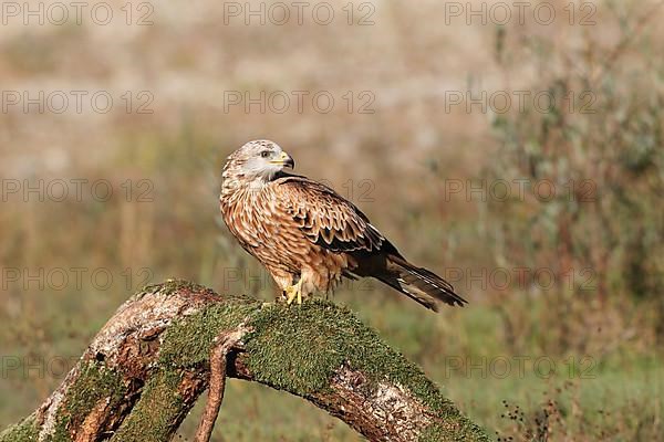 Red Kite