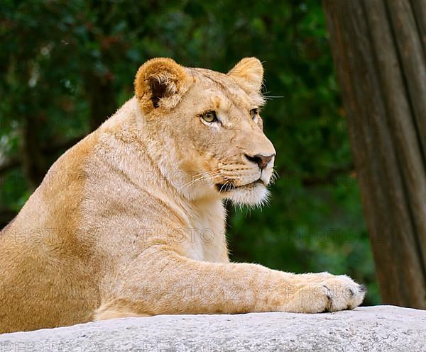 Young African lion