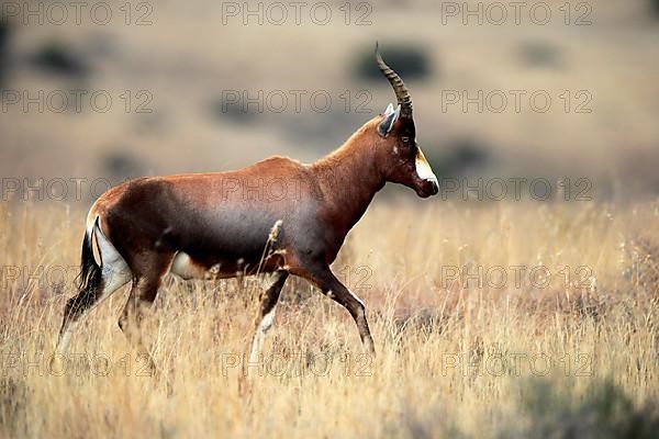 Bontebok