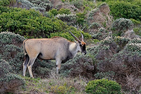 Common eland