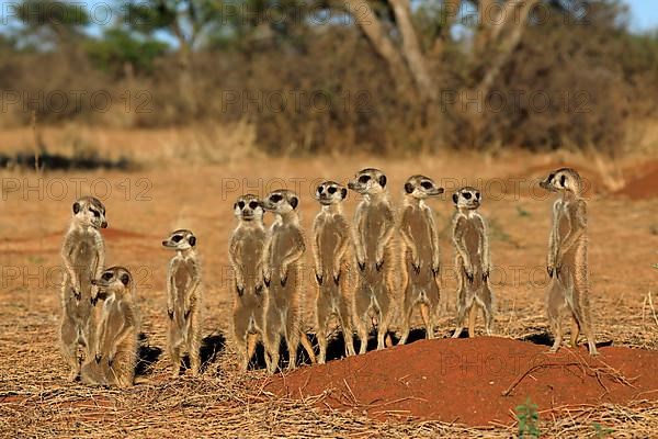 Meerkats