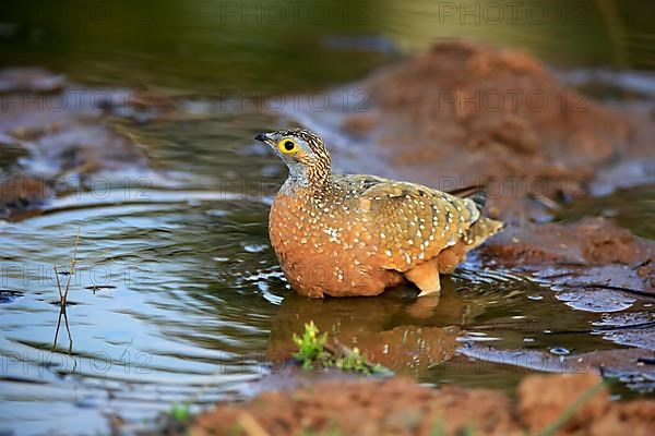 Burchell's sandgrouse