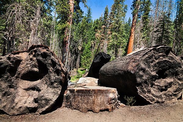 Charred sequoias