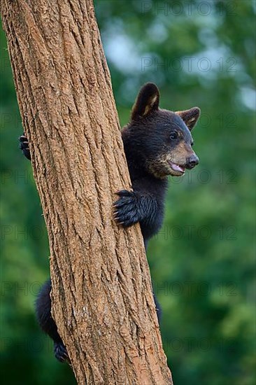 Black bear