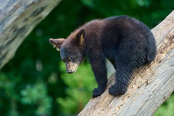 Black bear