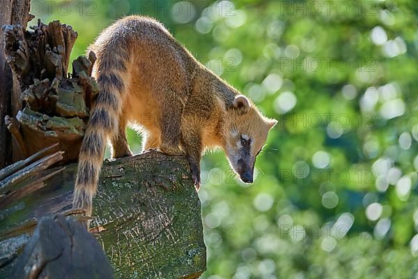 South American coati