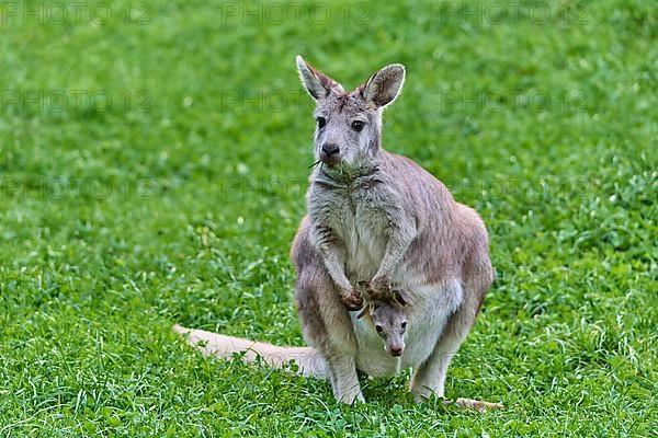 Common Wallaroo