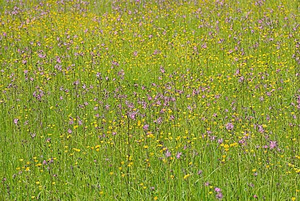 Mountain meadow with wildflowers