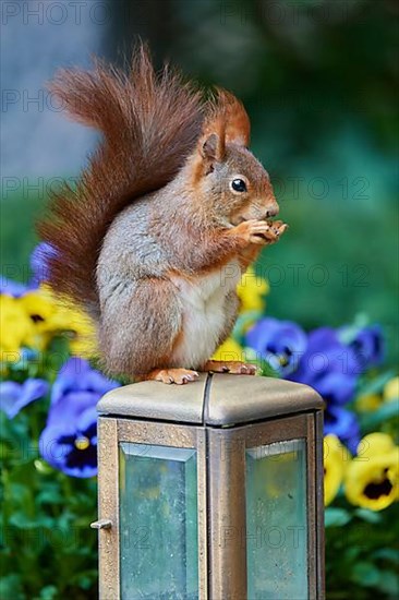 Red Squirrel