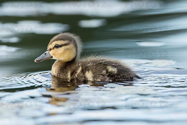 Duckling black duck