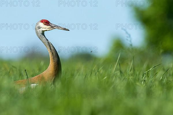 Sandhill crane