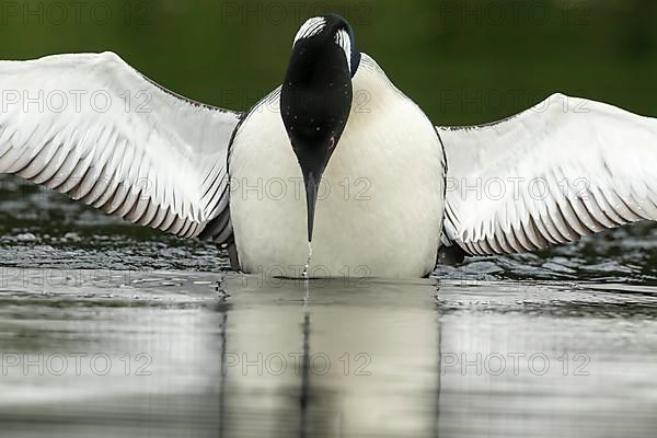 Common loon.