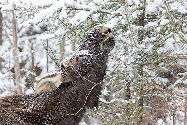 A ten months old bull moose eats balsam fir in a forest in winter. Alces americanus