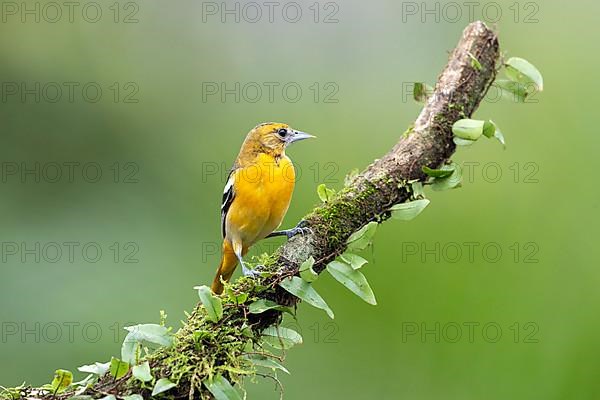 Baltimore oriole