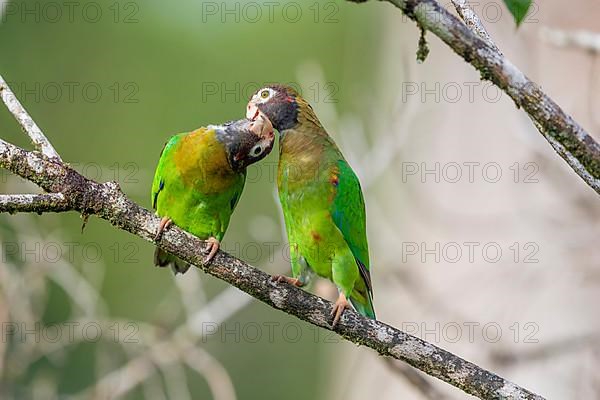 Brown-hooded parrot