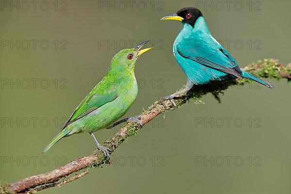 Green honeycreeper