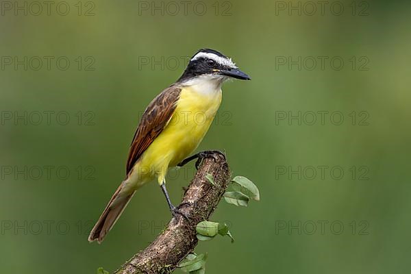 Great kiskadee