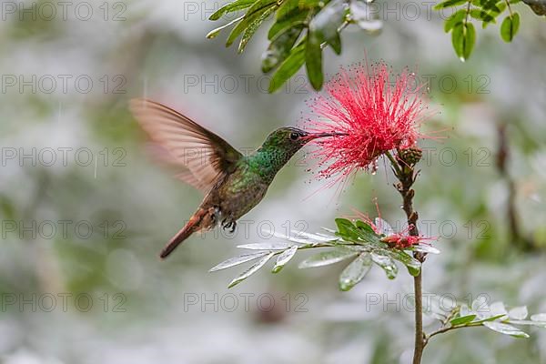 Rufous-tailed hummingbird