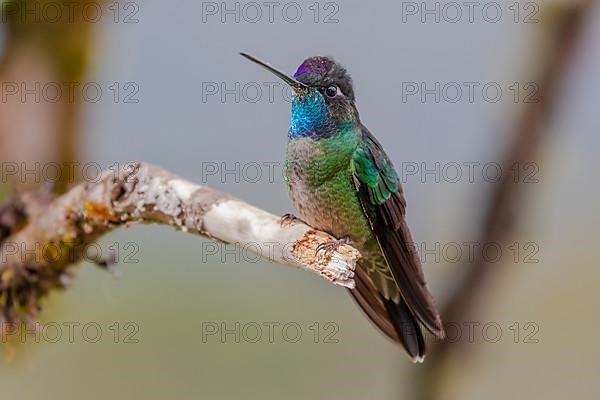 Talamanca hummingbird