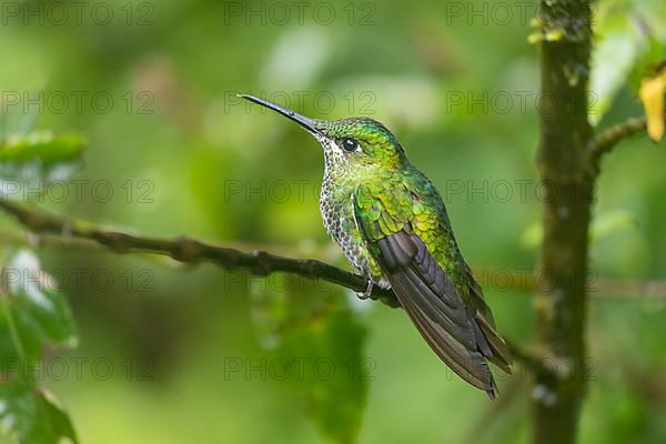 Green-crowned brilliant