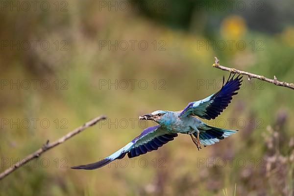 European roller