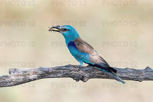 European roller