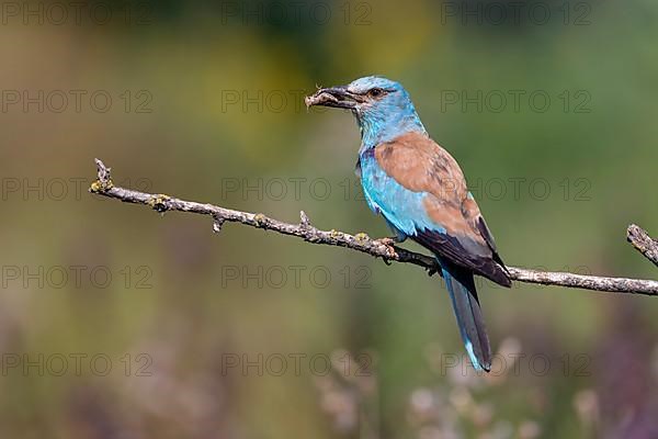 European roller