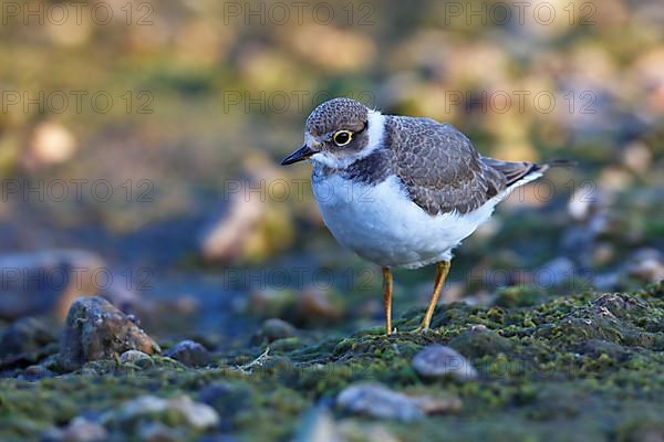 Little Ringed Plover