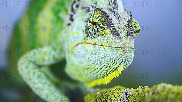 Close-up frontal portrait of adult green Veiled chameleon